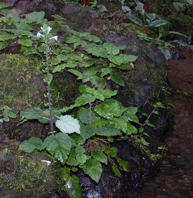 Scutellaria galerita habit