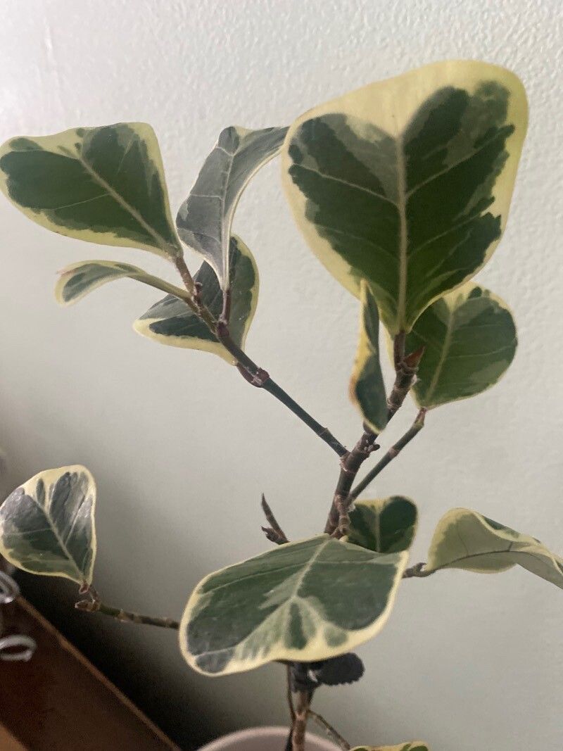 Ficus triangularis other