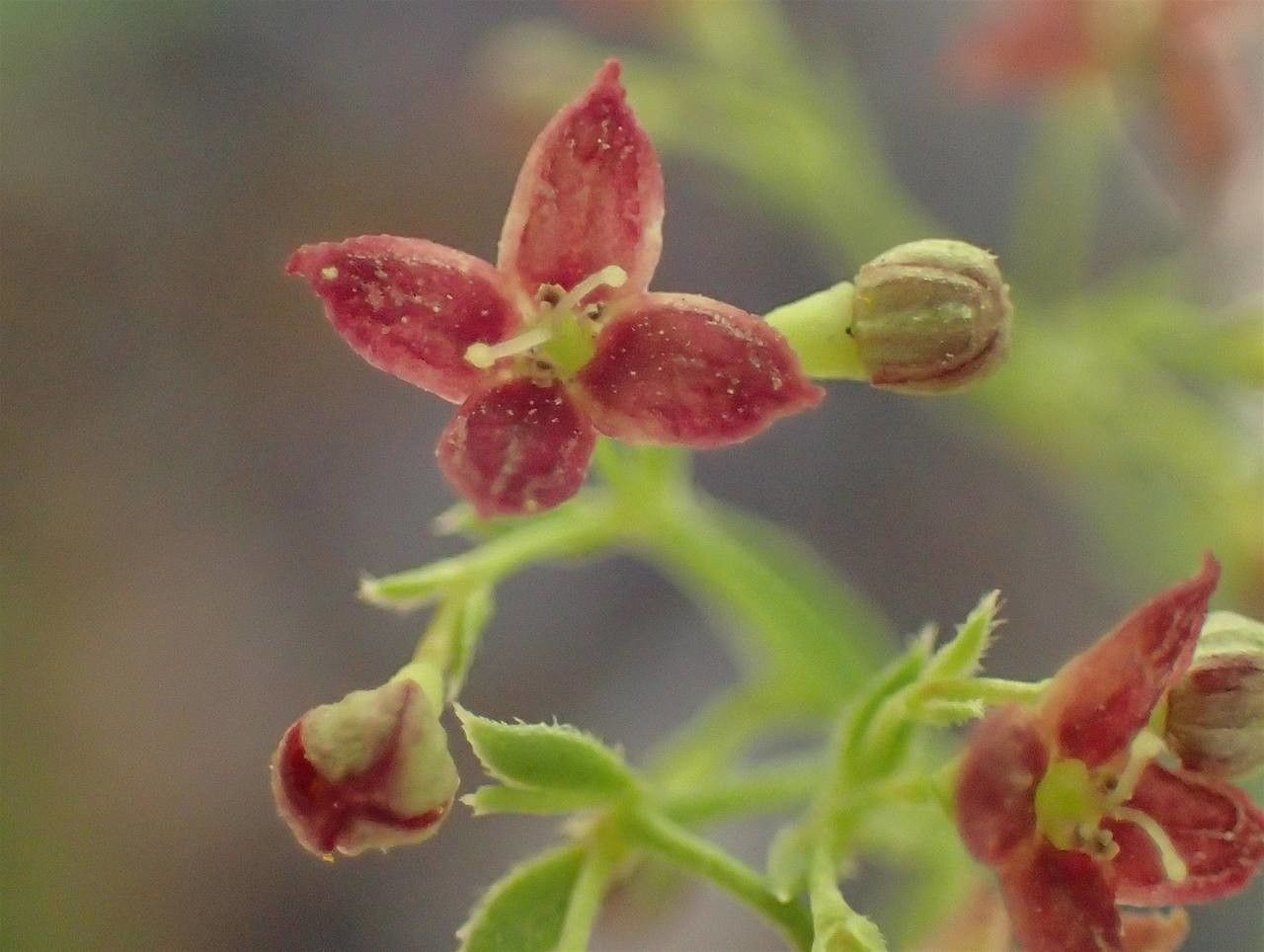 Asperula purpurea fruit