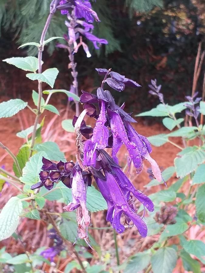 Salvia × sylvestris flower