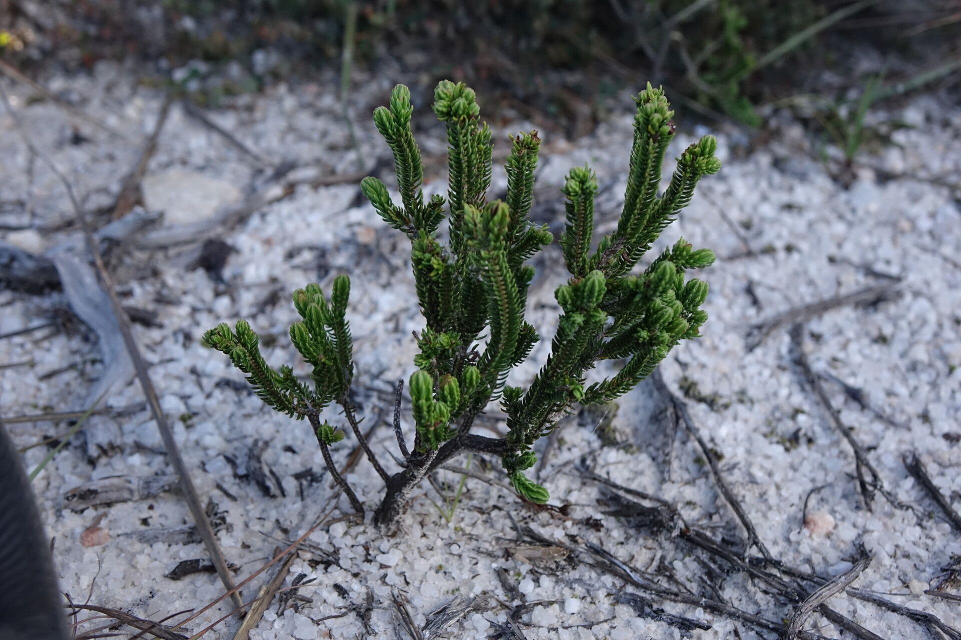 Erica densata — search result for 'Erica'