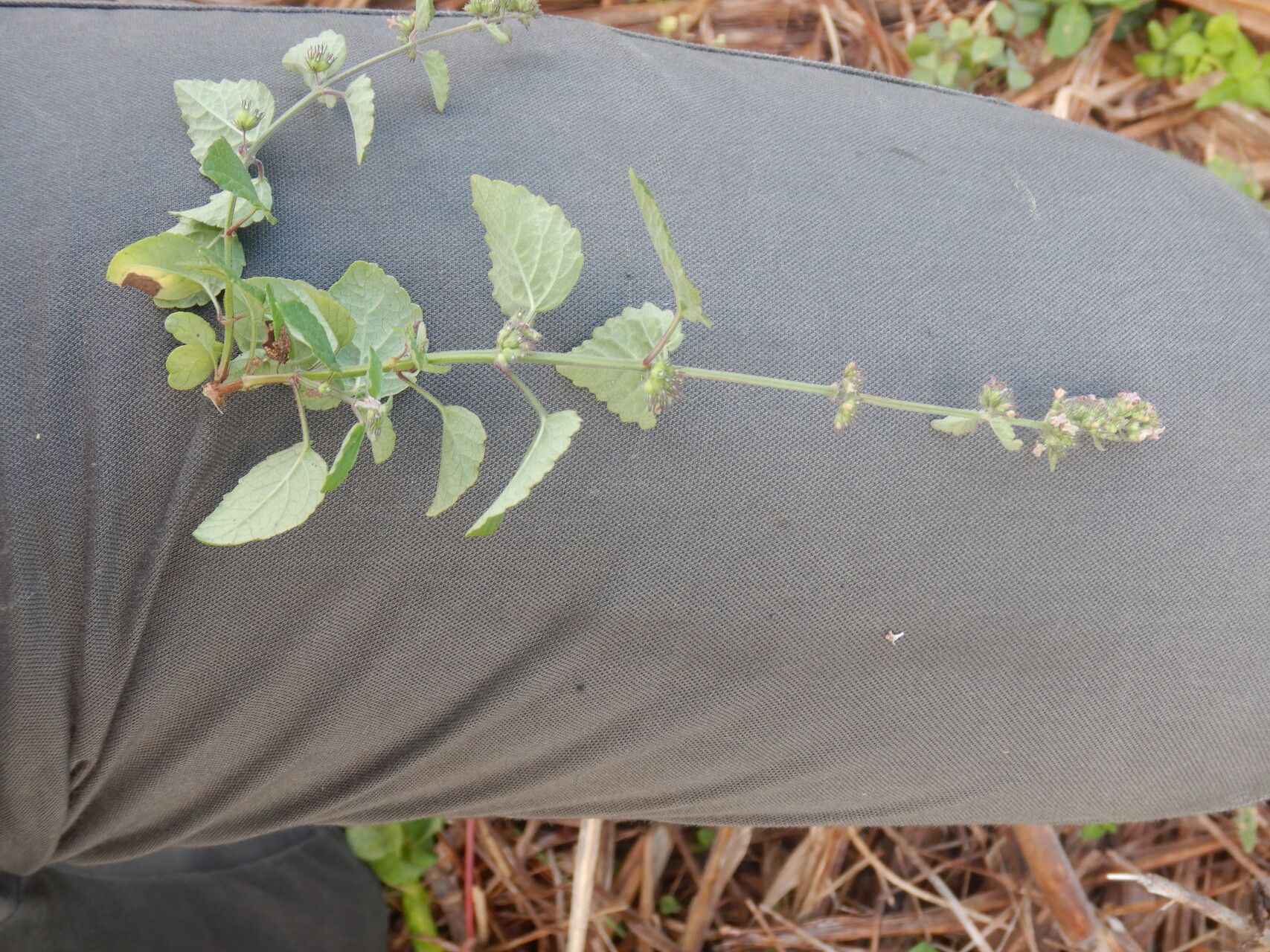 Mesosphaerum pectinatum habit