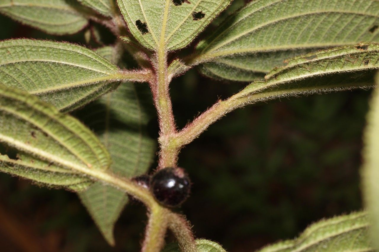 Vismia billbergiana bark