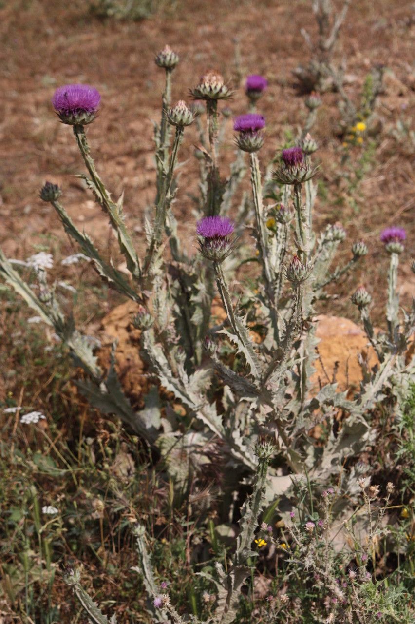 Onopordum platylepis habit