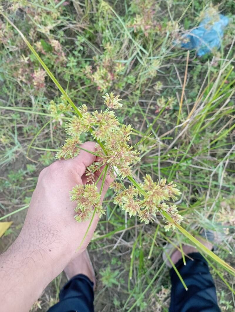 Cyperus surinamensis flower