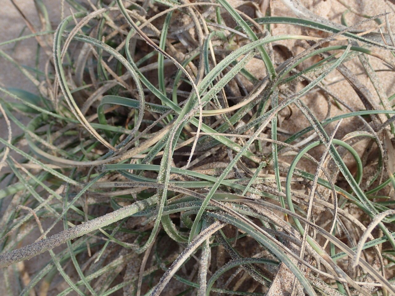 Cyperus crassipes — houseplant care guide