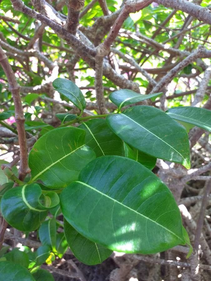 Cryptostegia madagascariensis — related species from the same genus