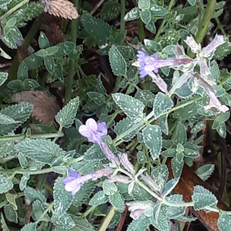 Nepeta × faasenii flower