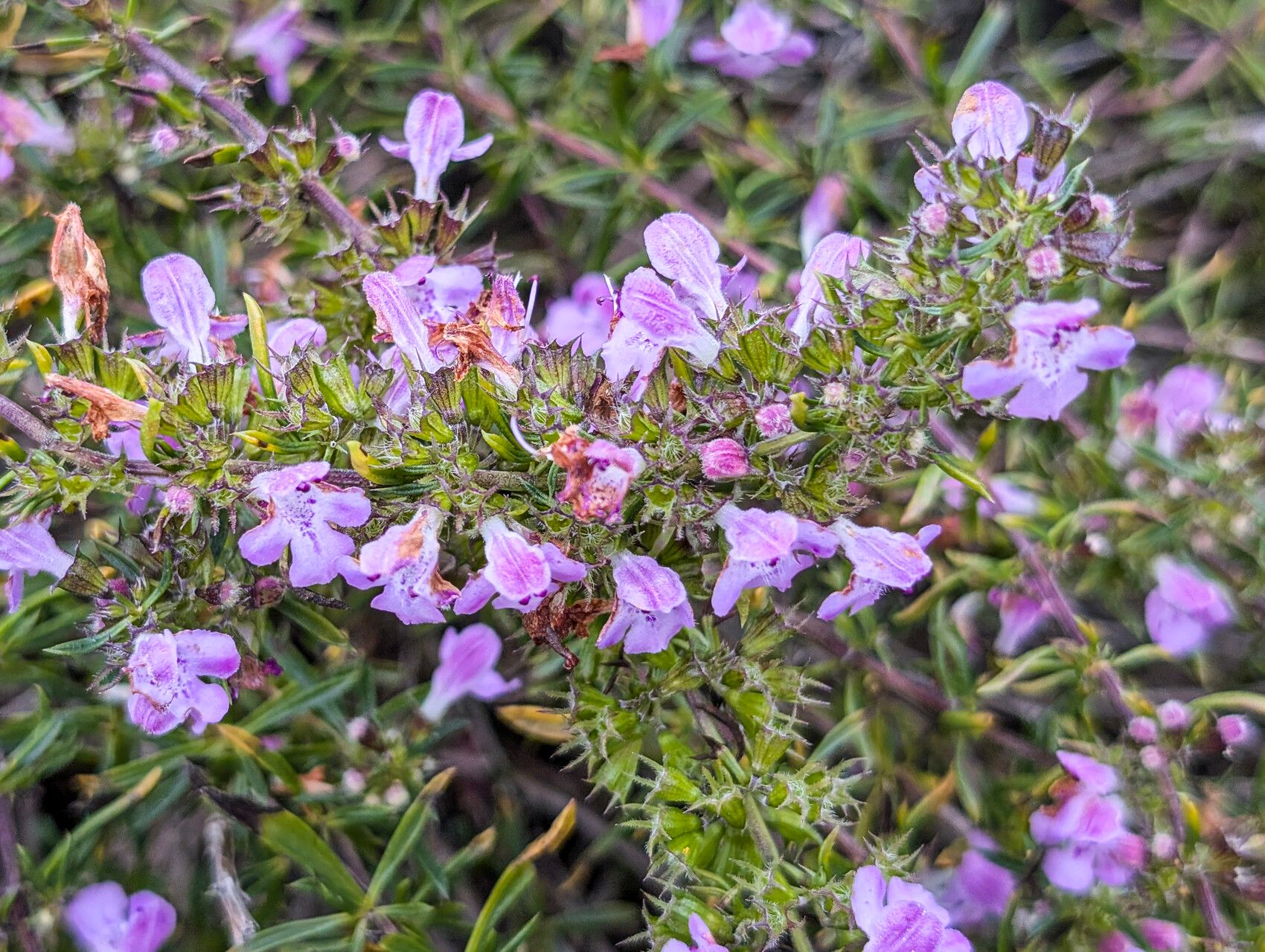 Satureja subspicata — search result for 'Satureja'