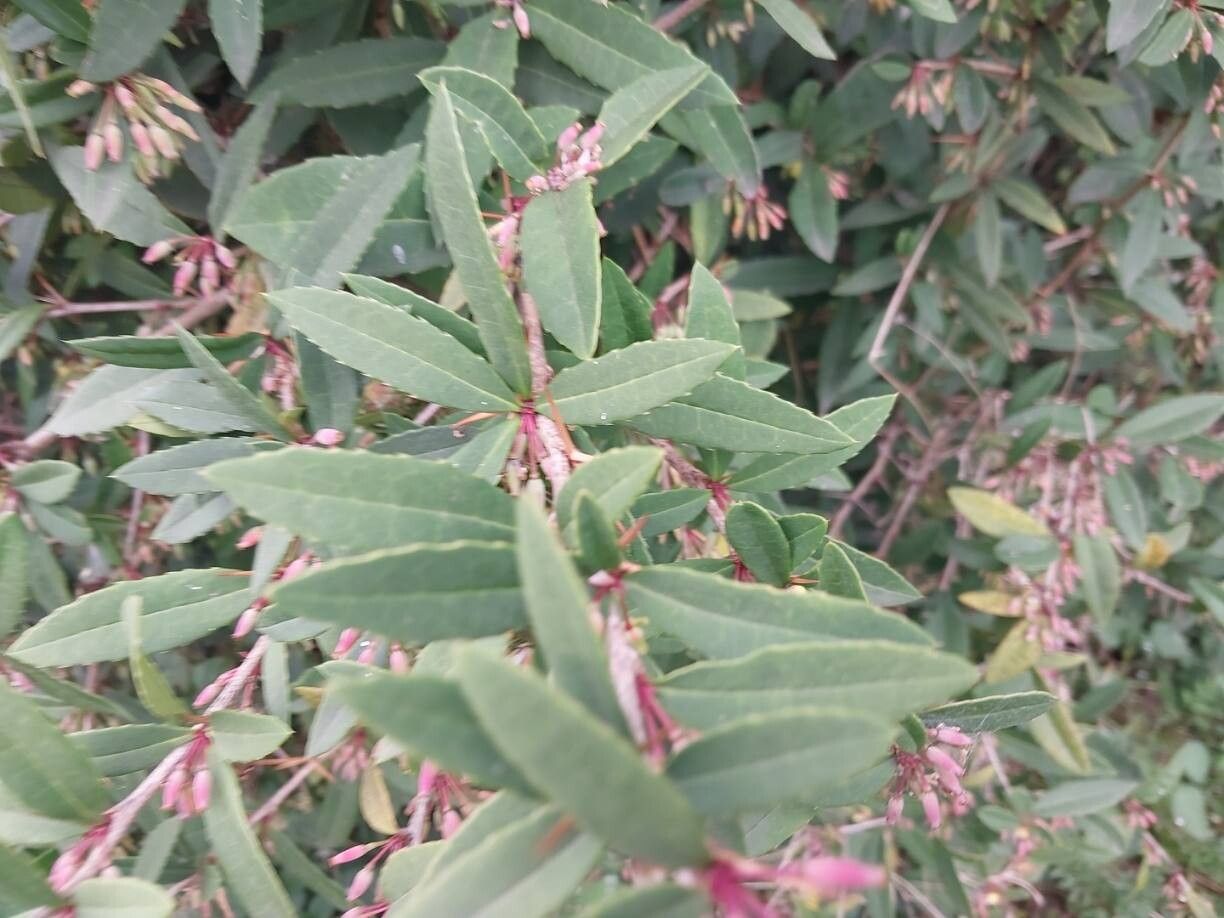 Berberis lempergiana — houseplant care guide