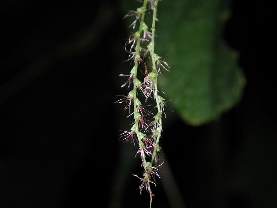 Acalypha villosa fruit