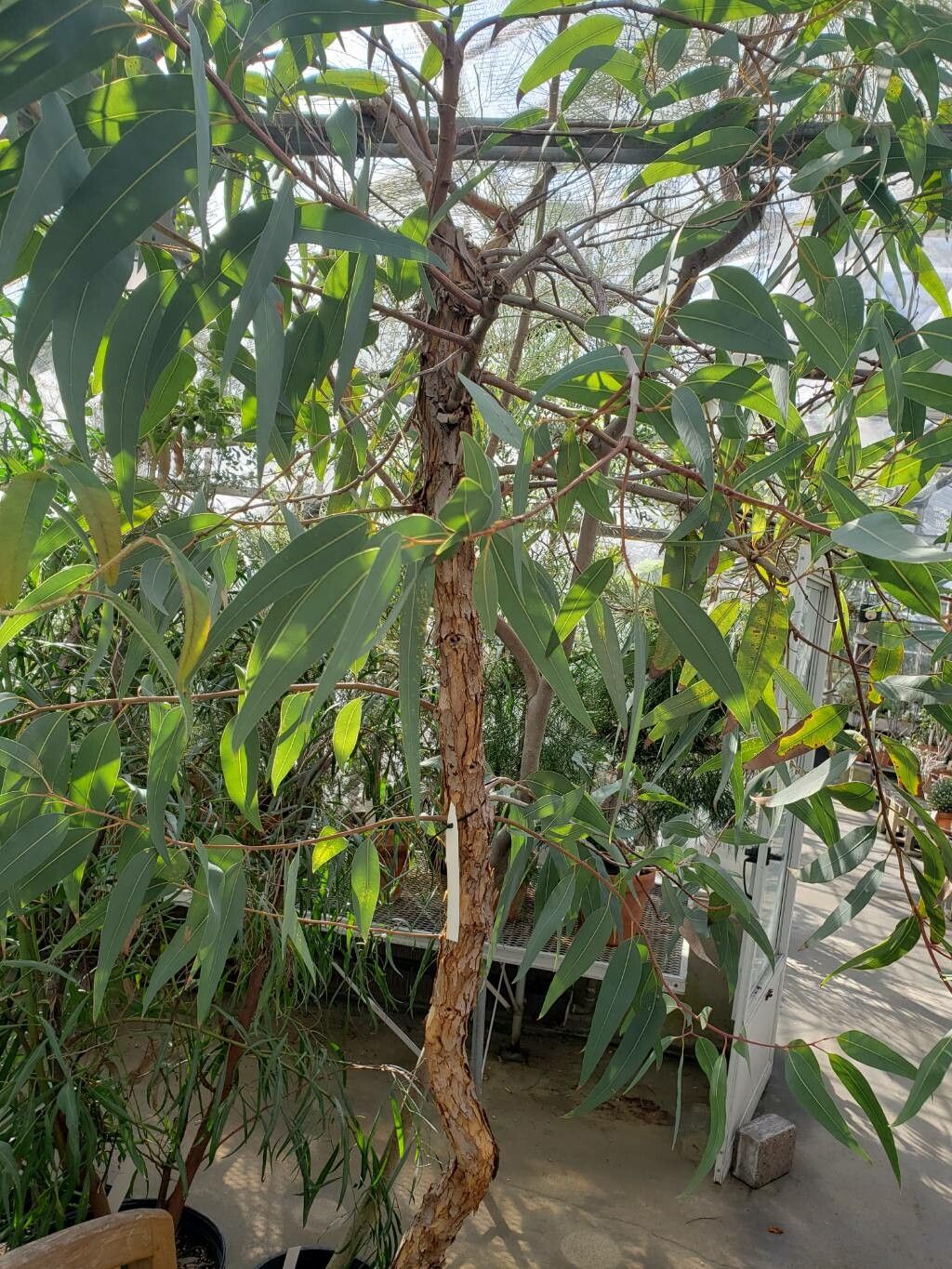 Corymbia eximia habit