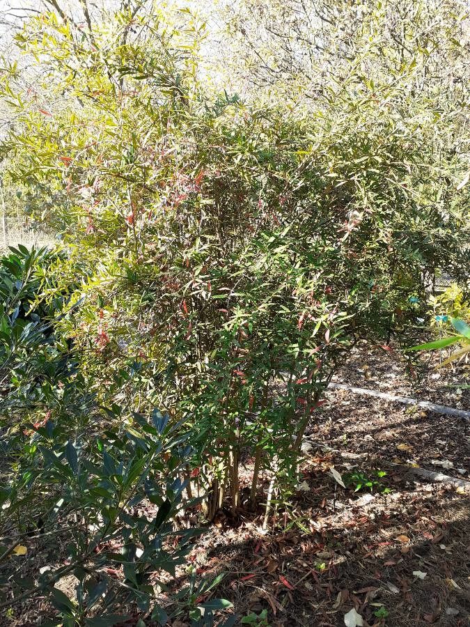 Berberis veitchii habit