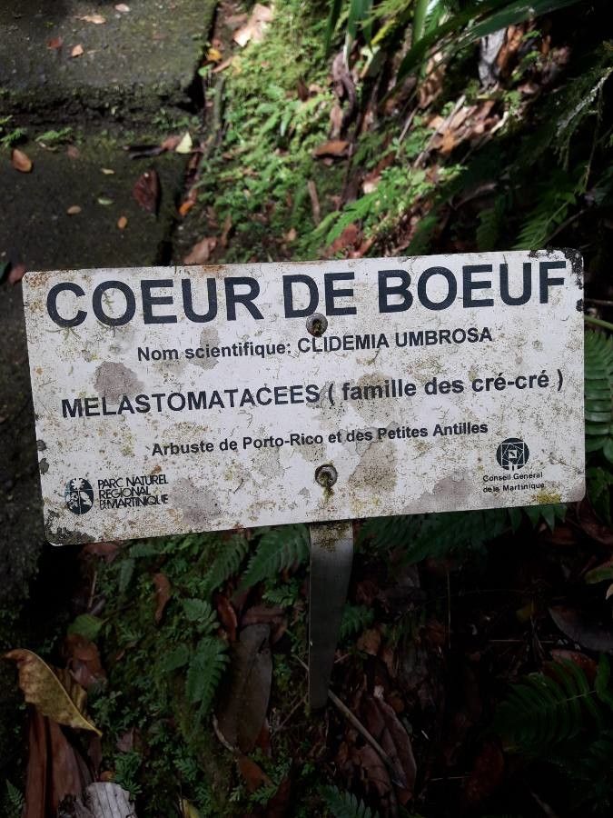 Clidemia umbrosa other