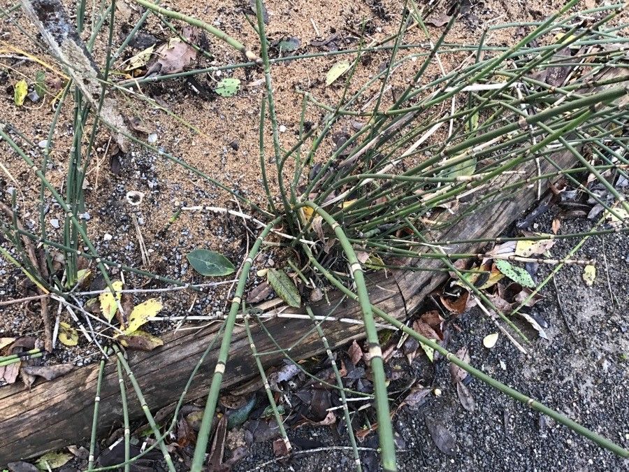 Equisetum × moorei — search result for 'Equisetum'