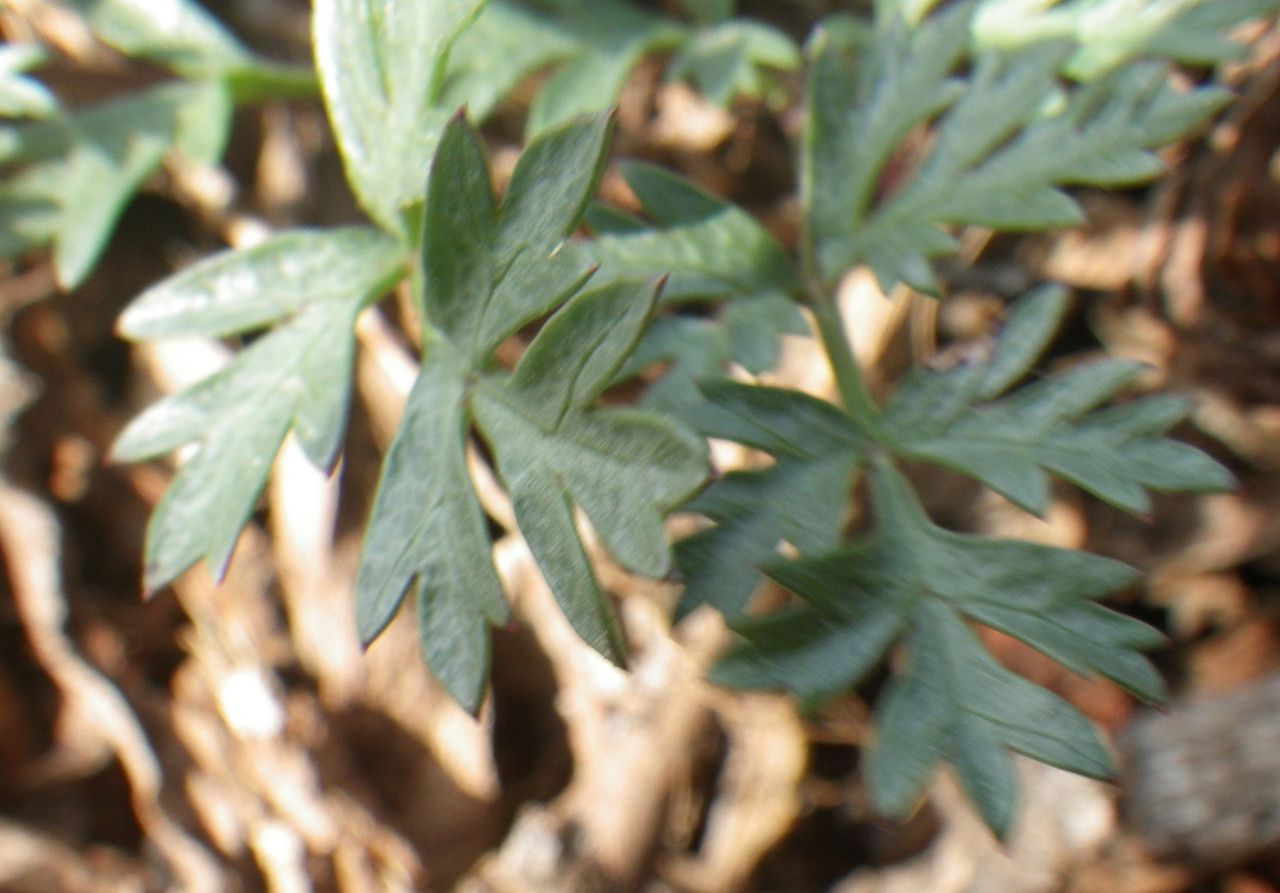 Daucus rouyi — search result for 'Daucus'