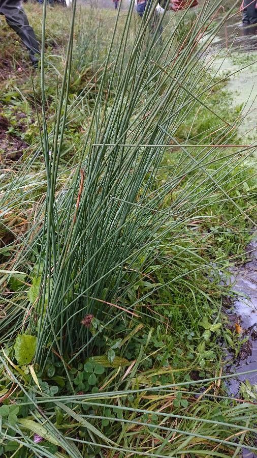 Juncus inflexus leaf