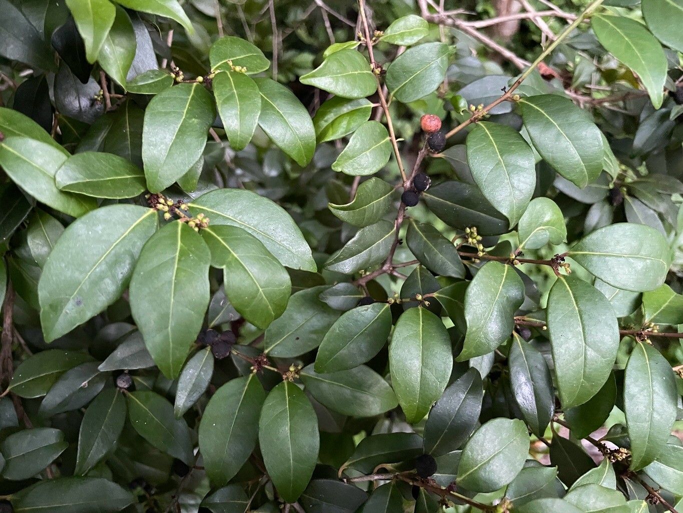 Eugenia axillaris fruit