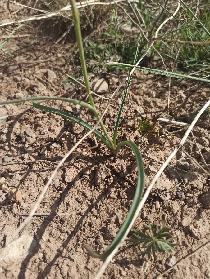 Ixiolirion tataricum — search result for 'and southwest Asia'