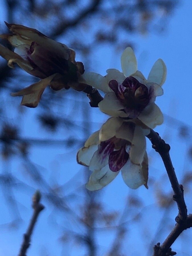 Chimonanthus praecox flower