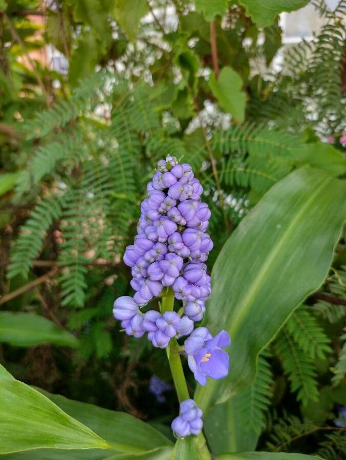 Dichorisandra thyrsiflora flower