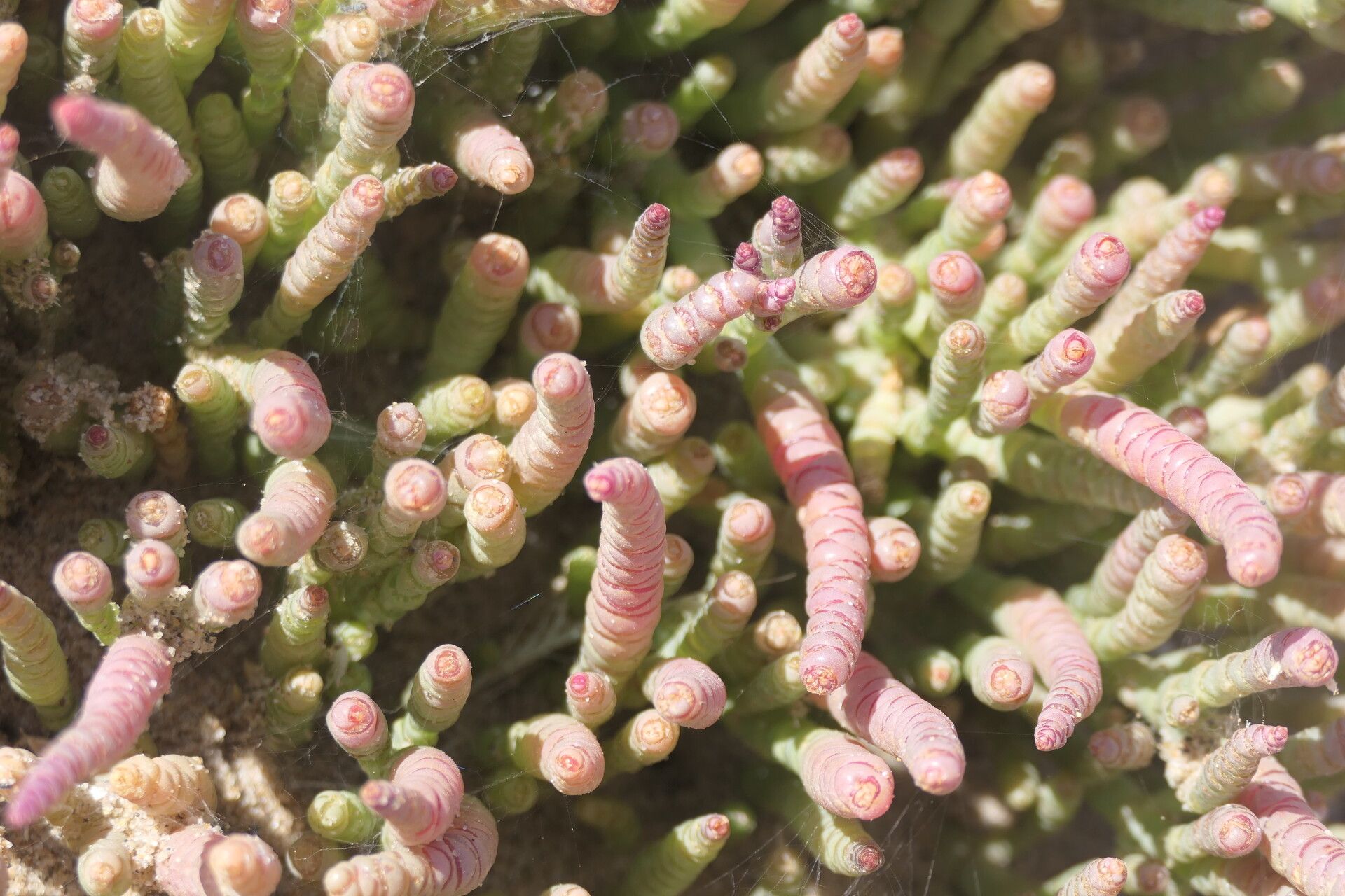 Salicornia natalensis habit