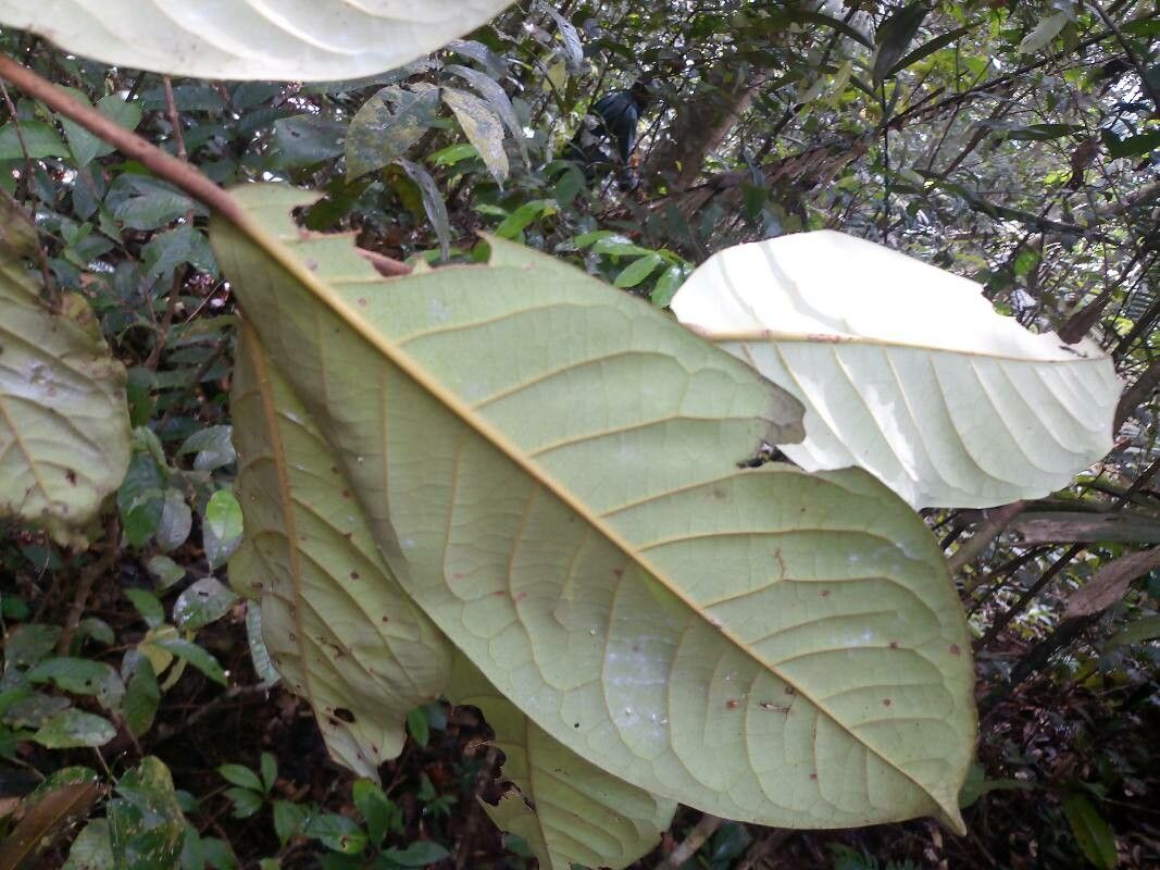 Aniba rosodora — houseplant care guide