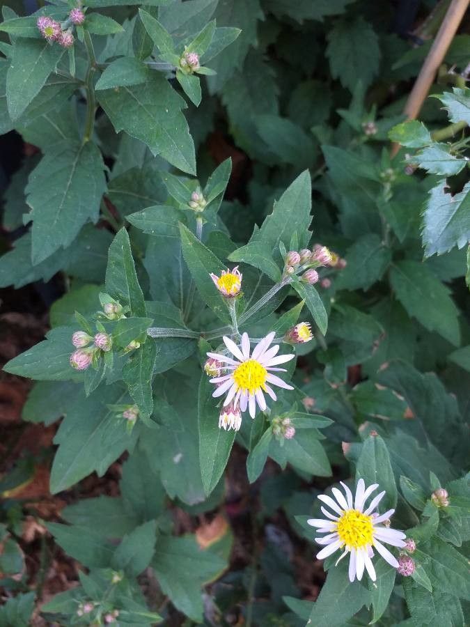 Aster ageratoides habit