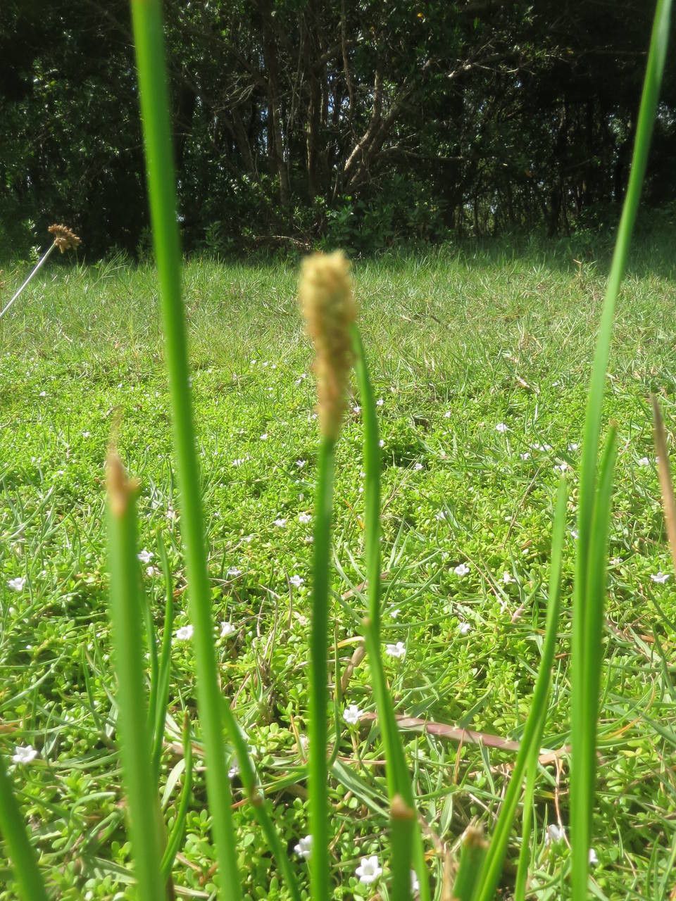 Eleocharis mutata — search result for 'Eleocharis'