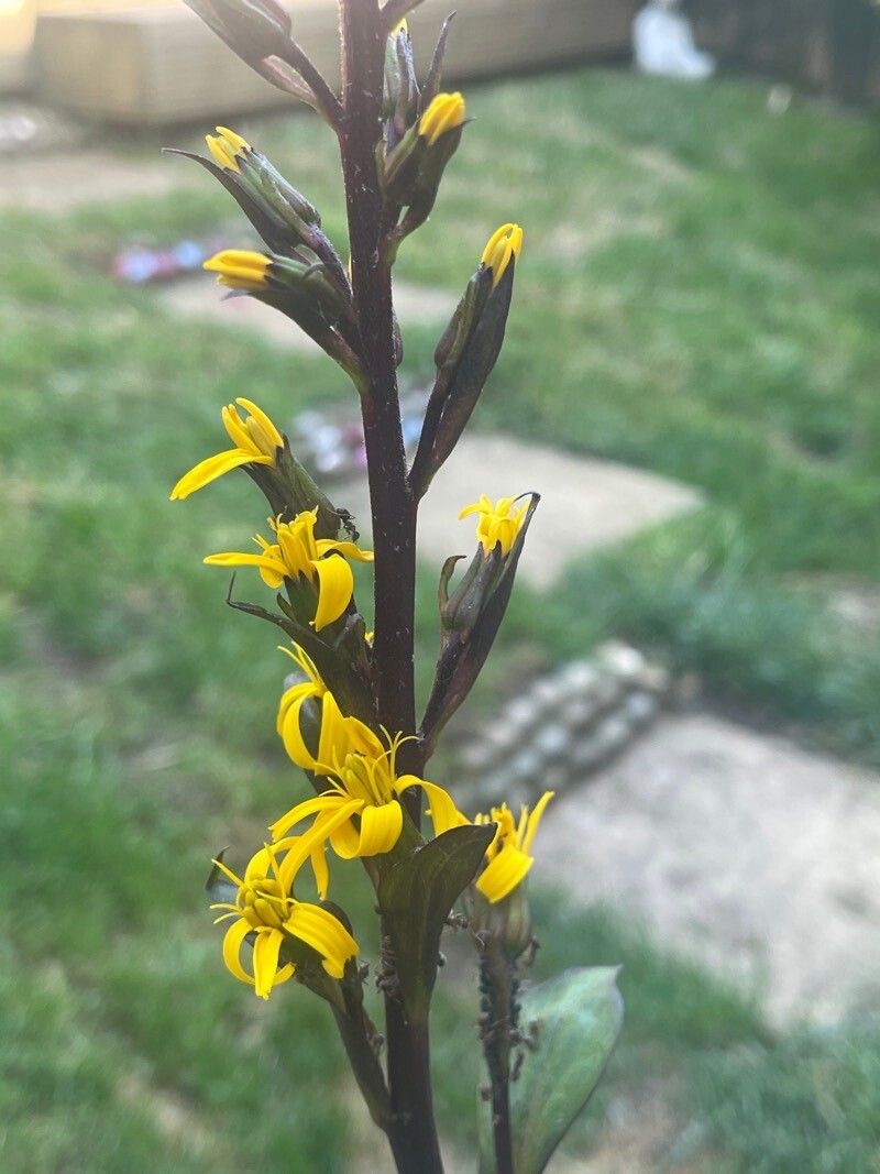 Ligularia stenocephala flower