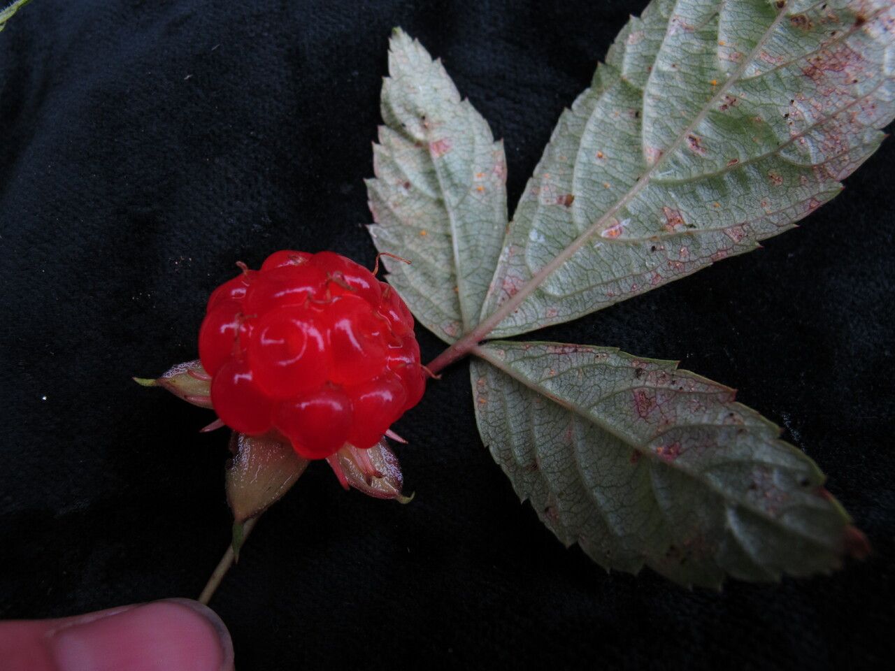 Rubus pentagonus — houseplant care guide