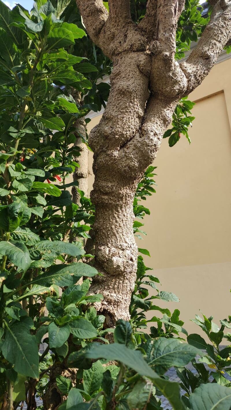 Iochroma gesnerioides bark