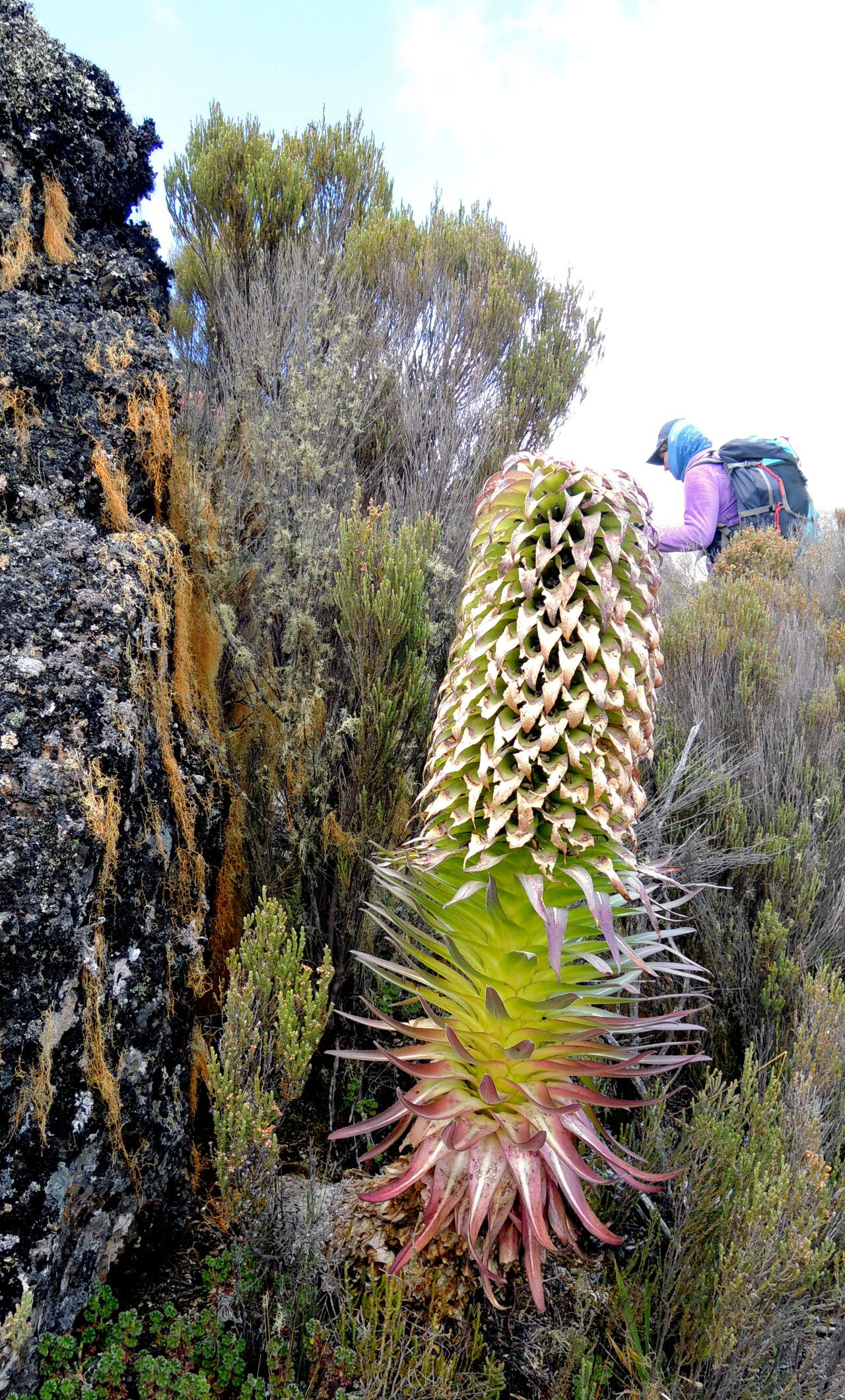 Lobelia deckenii flower