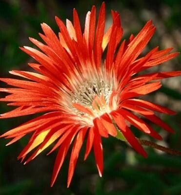 Drosanthemum hallii — related species from the same genus