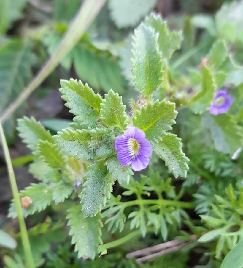 Stemodia verticillata flower