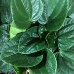 Peperomia albovittata