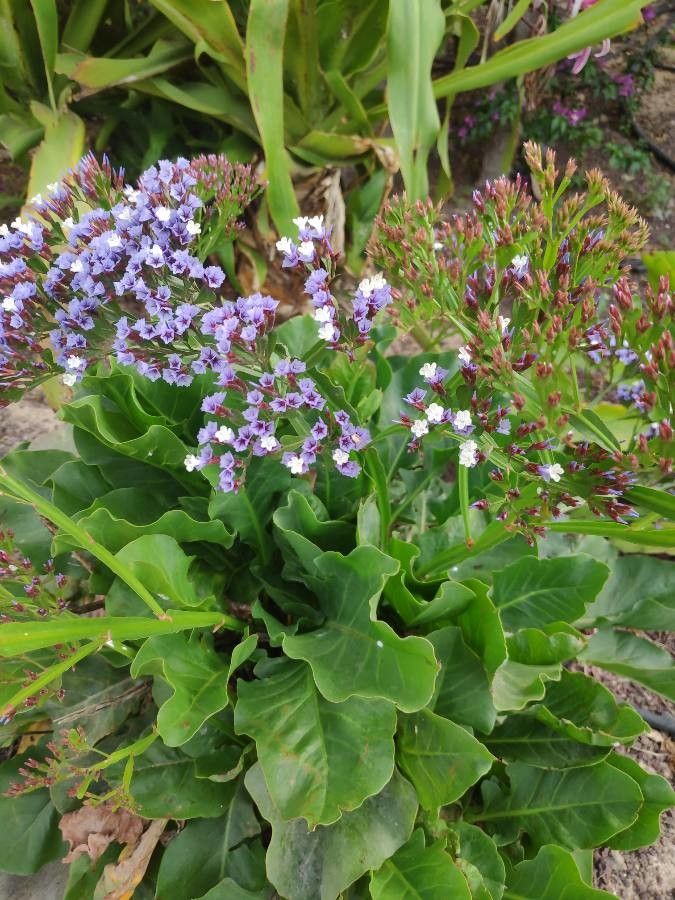 Limonium frutescens flower