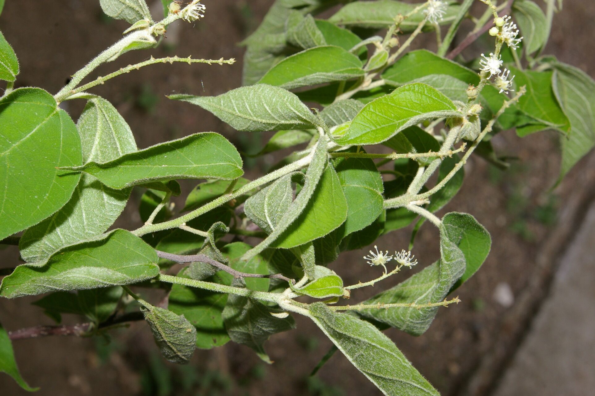 Croton morifolius — houseplant care guide