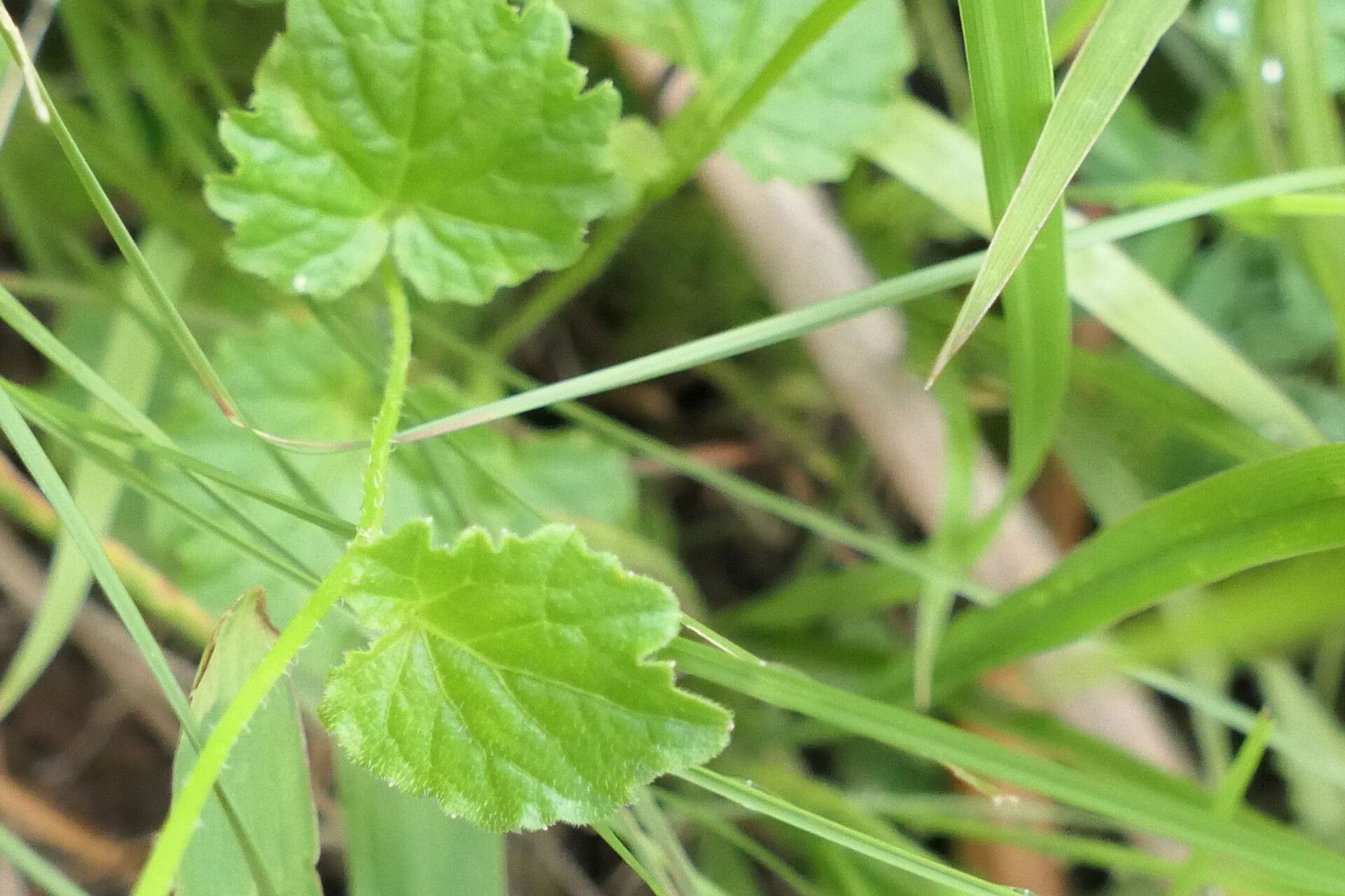 Lobelia cochleariifolia bark