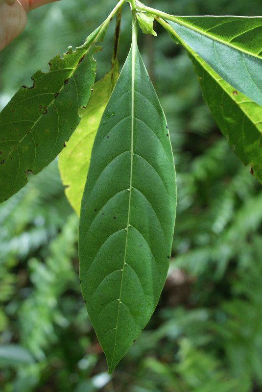 Turraea rutilans leaf