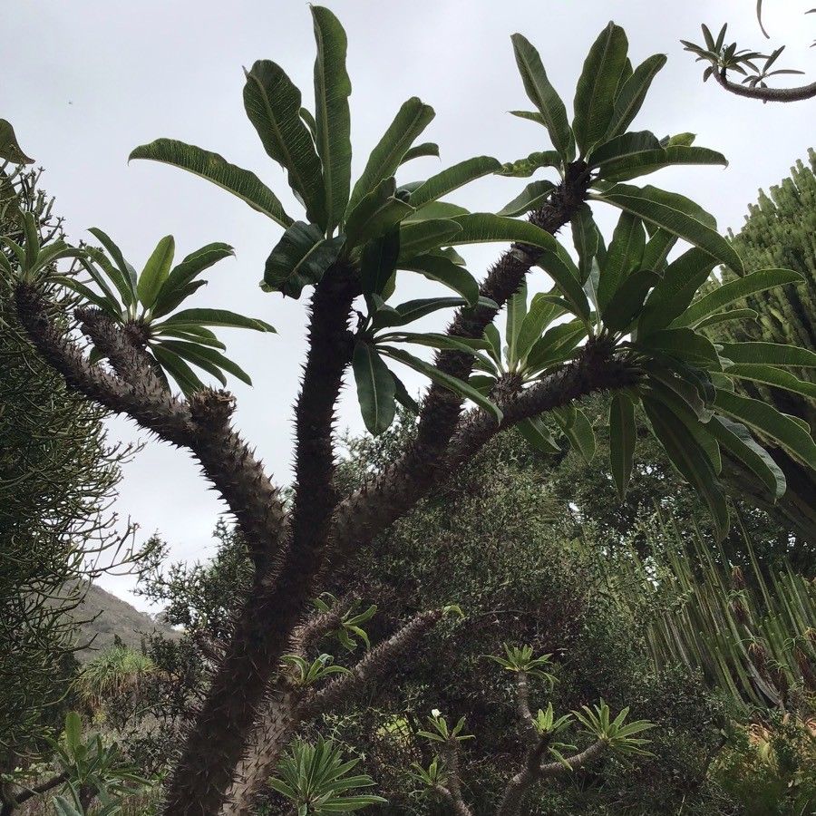 Pachypodium geayi leaf