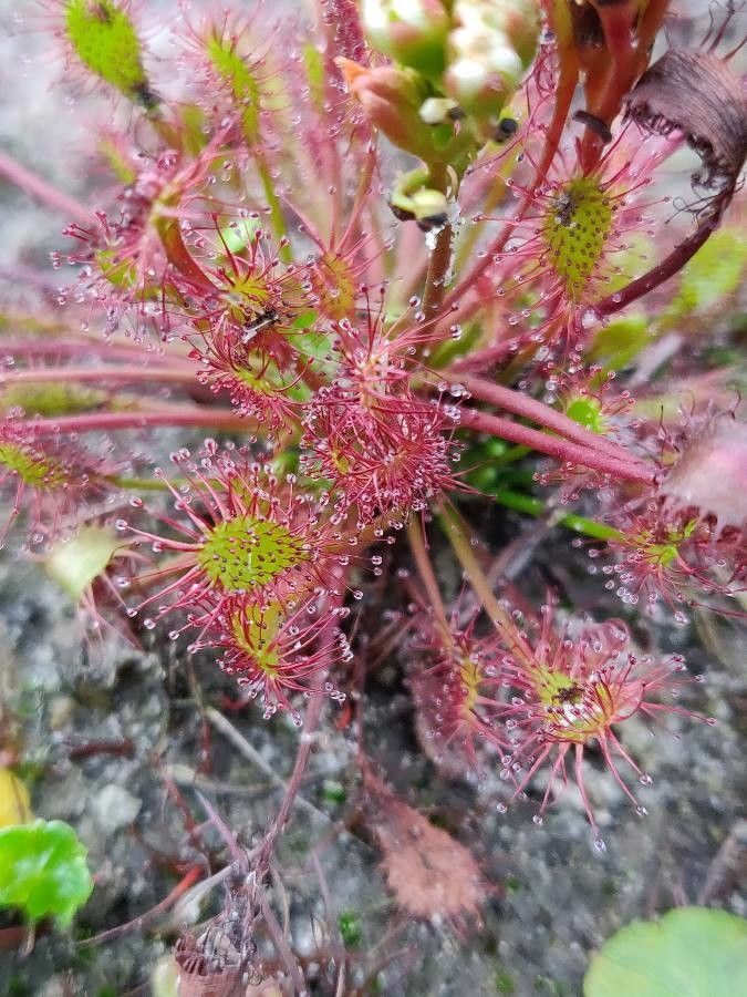 Drosera anglica leaf