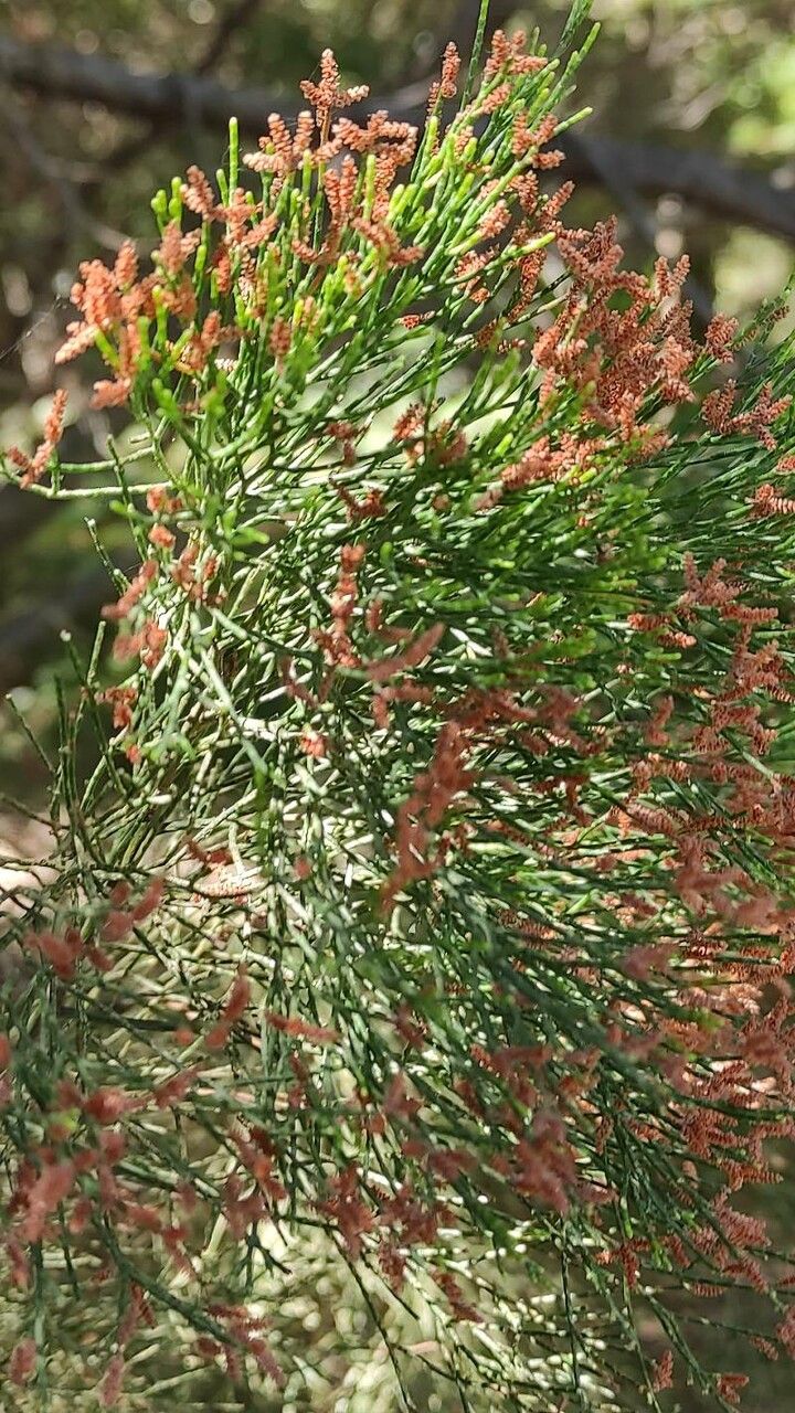 Callitris preissii flower