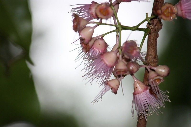 Syzygium cordemoyi flower