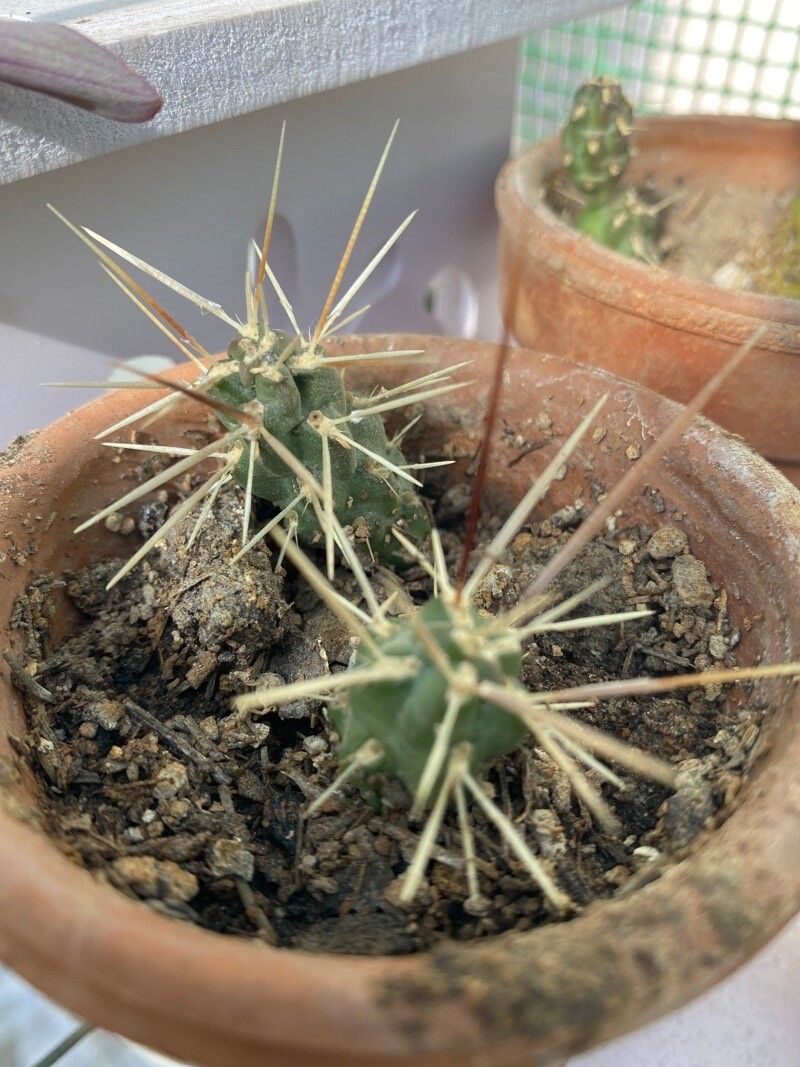 Grusonia schottii leaf