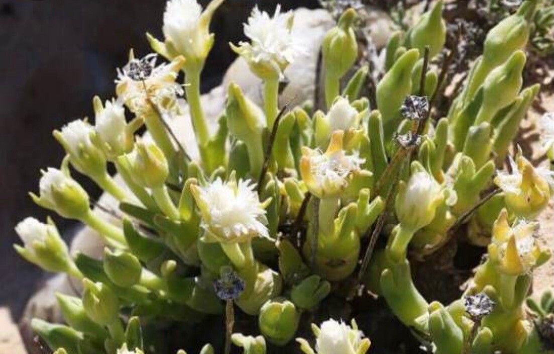 Delosperma lineare flower