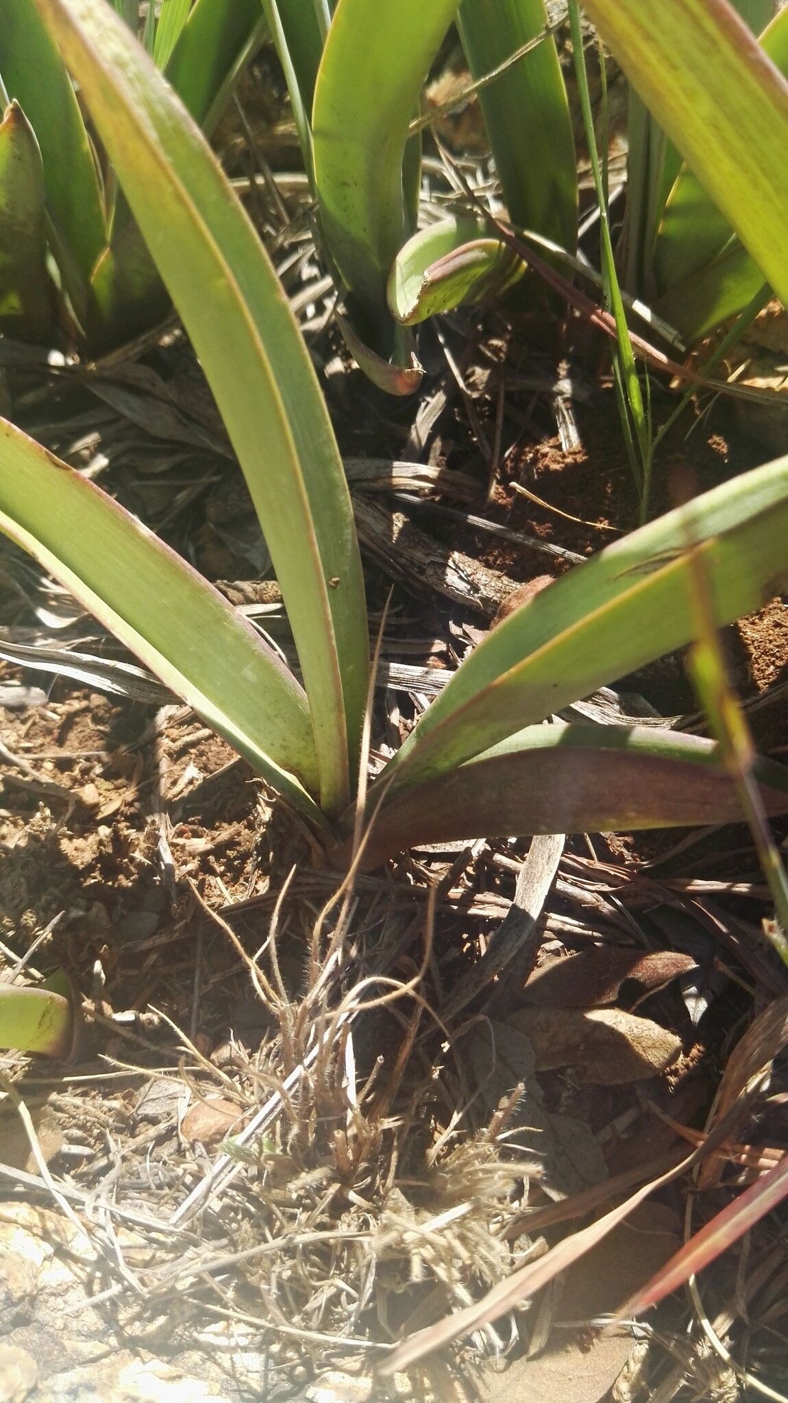 Eulophia tuberculata leaf