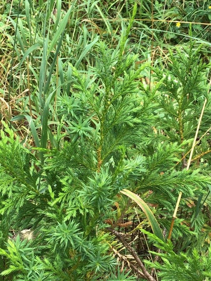 Cupressus vietnamensis leaf