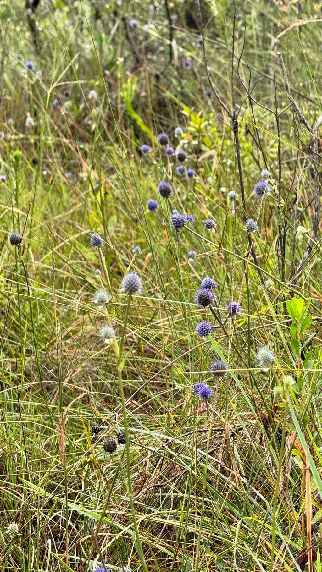 Eryngium eriophorum habit