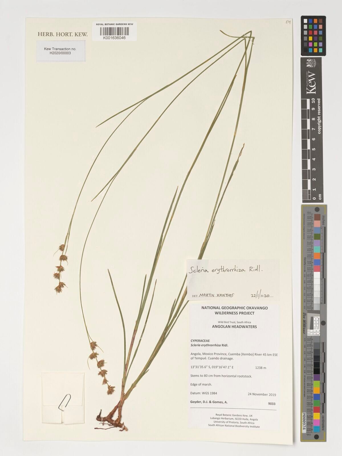 Scleria erythrorrhiza — houseplant care guide